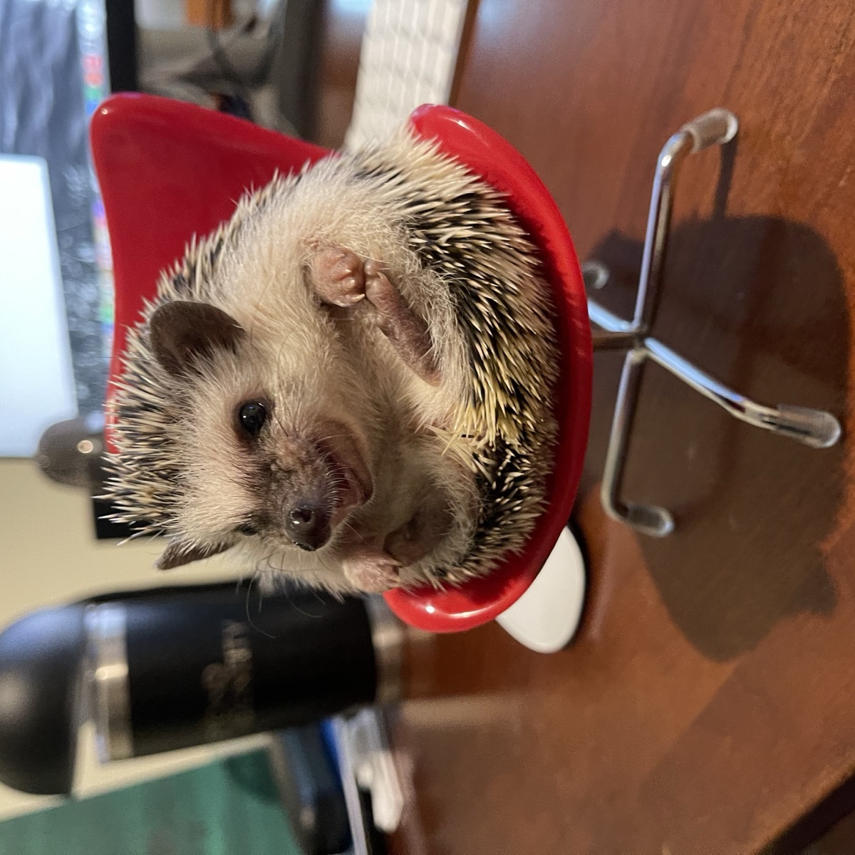Basil the hedgehog