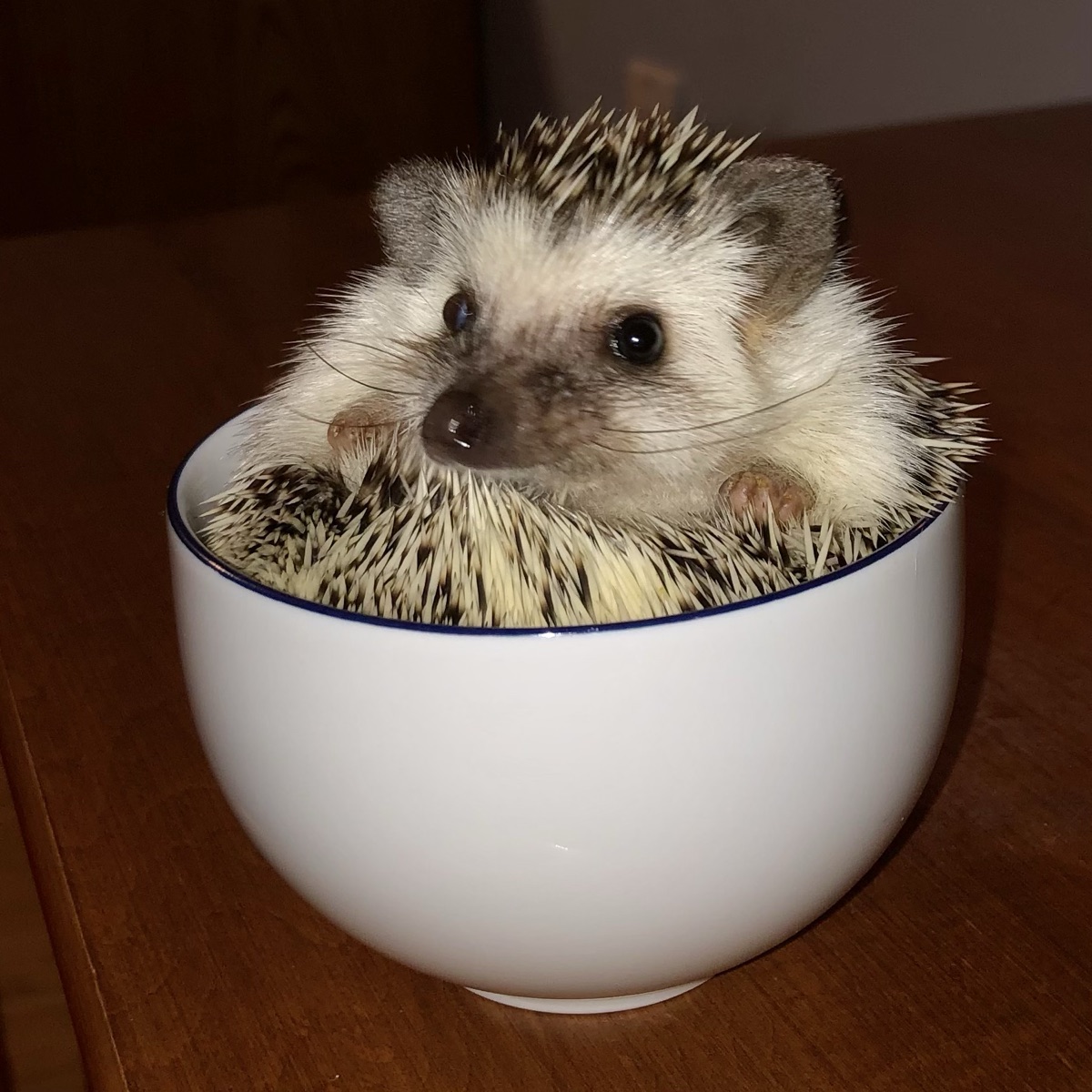 Basil the hedgehog